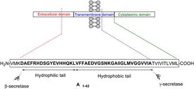 Three Decades of Amyloid Beta Synthesis: Challenges and Advances